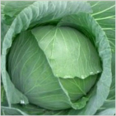 HY CABBAGE THRIDEV